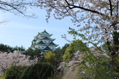 名古屋城の春