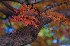 まだまだ紅い