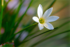 散歩道の花