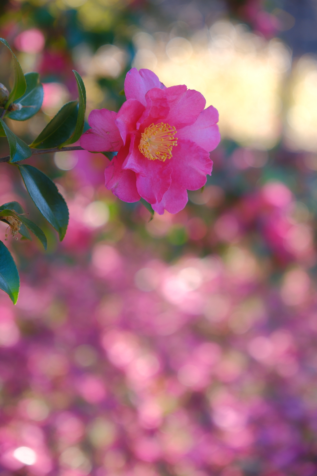 山茶花