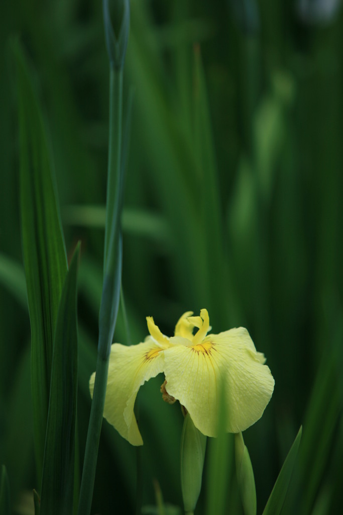 花菖蒲