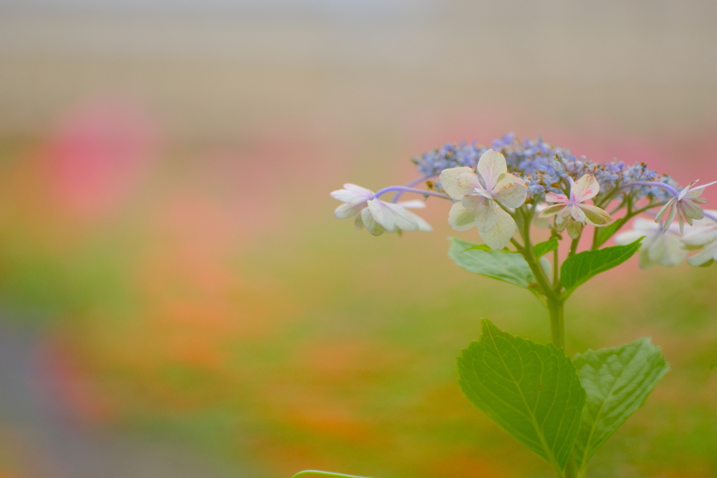 紫陽花