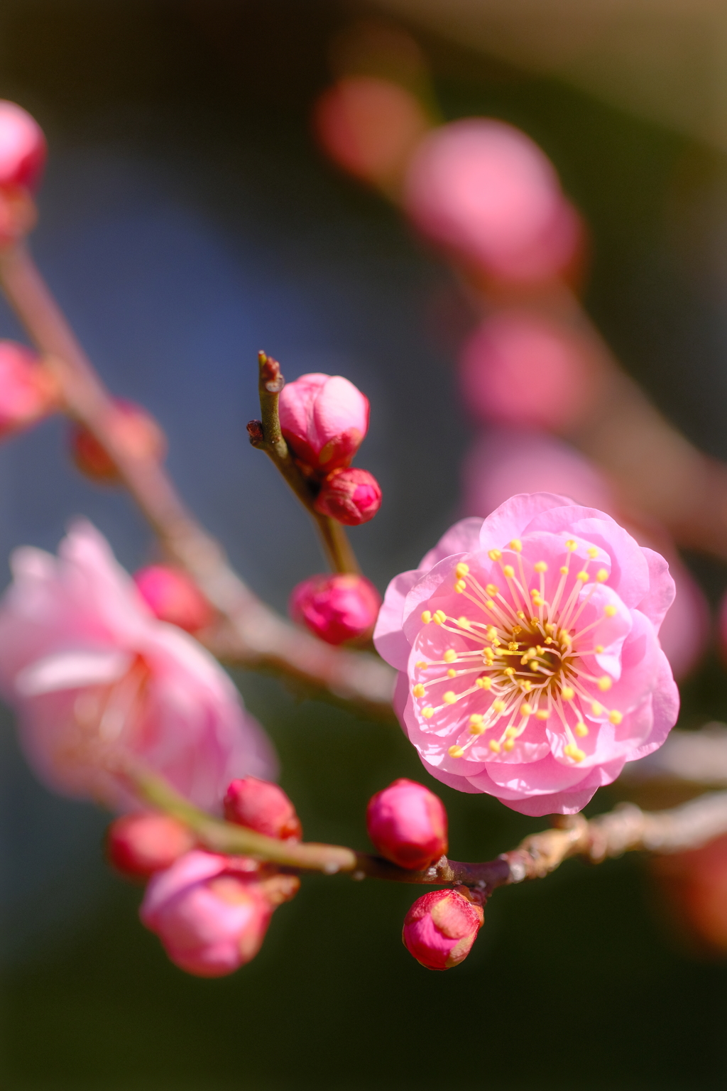 梅花