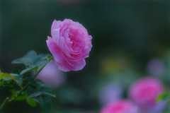 薔薇２