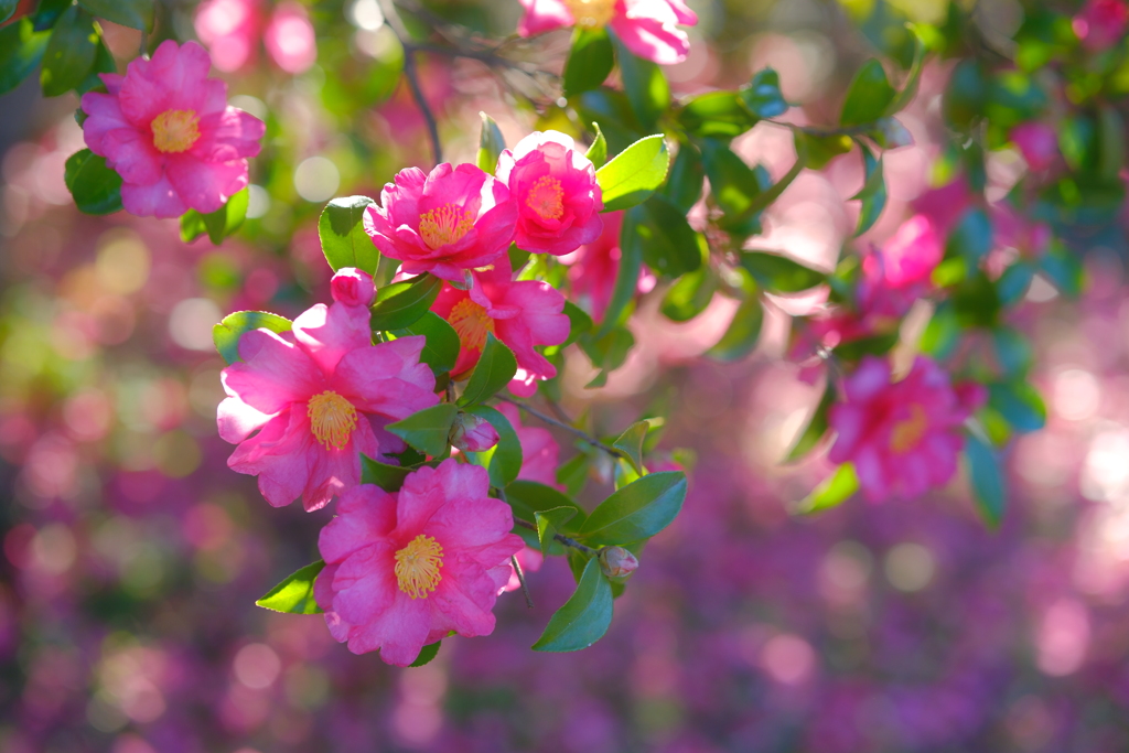 山茶花