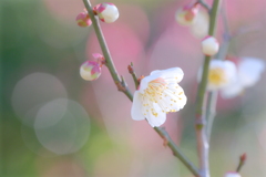 春の予感