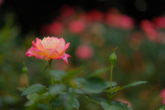 薔薇10