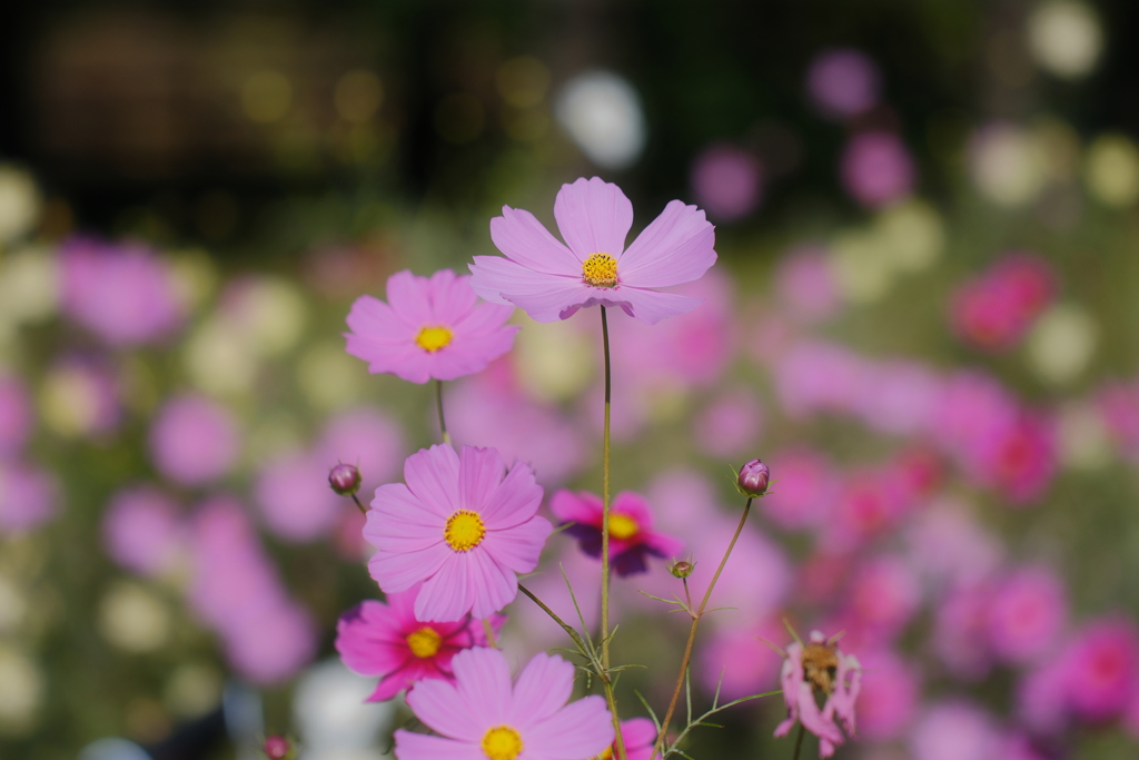 秋桜