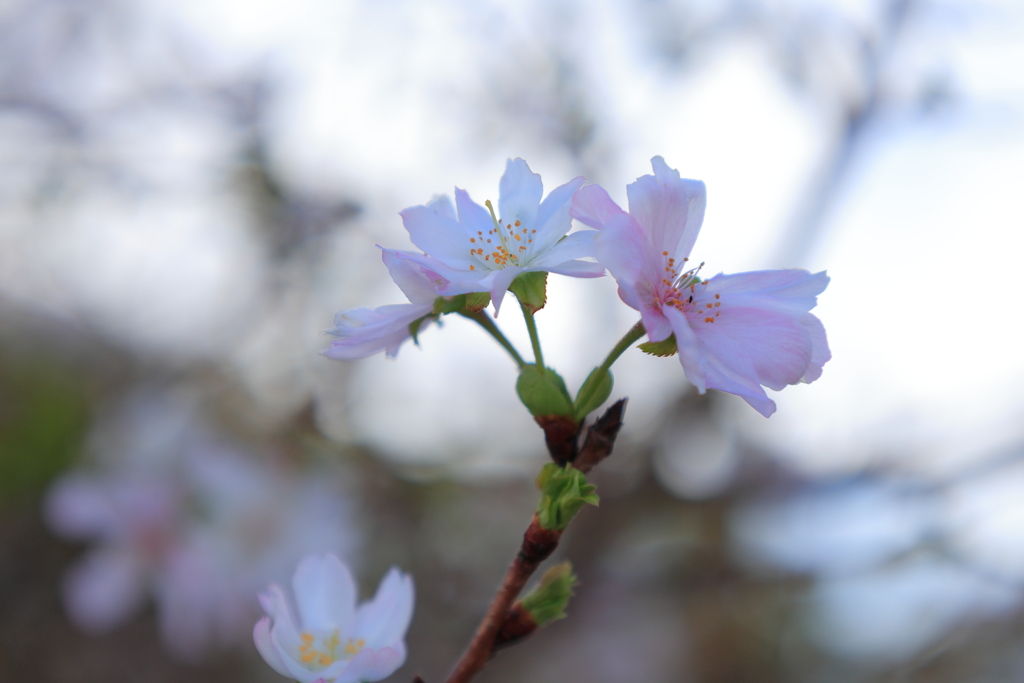 四季桜