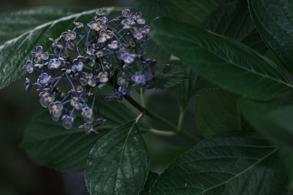 紫陽花終焉の頃