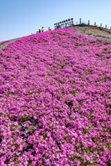 茶臼山高原　芝桜の丘