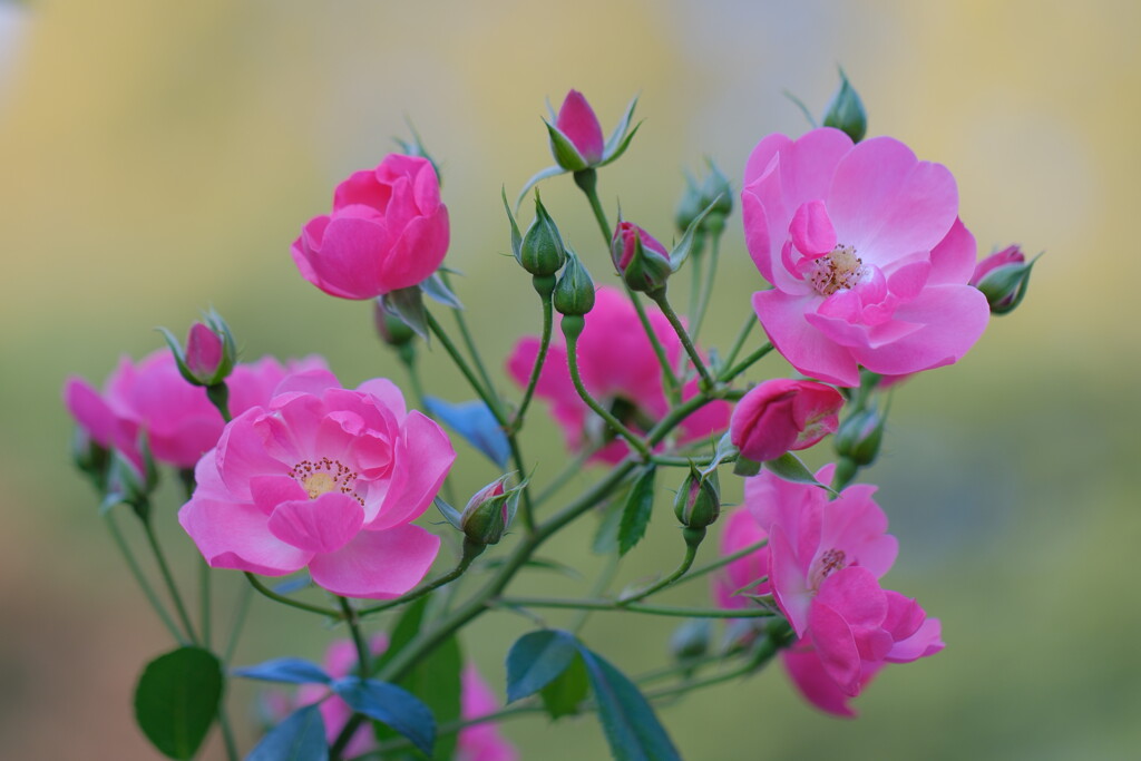 薔薇