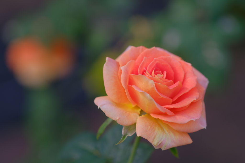 薔薇