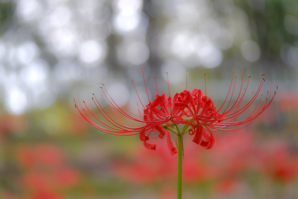 彼岸花