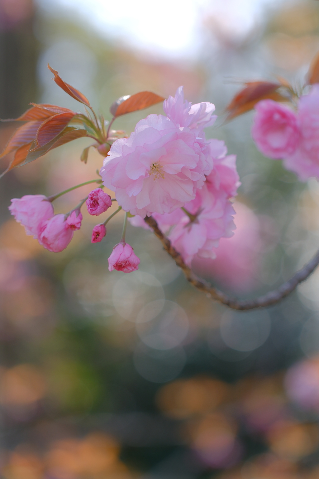八重桜