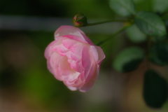薔薇