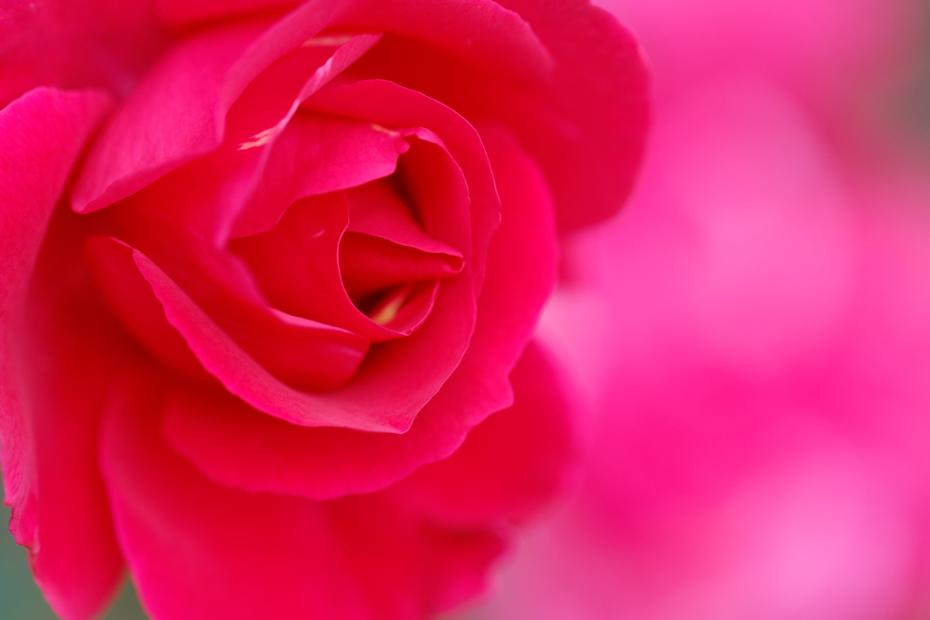 薔薇色
