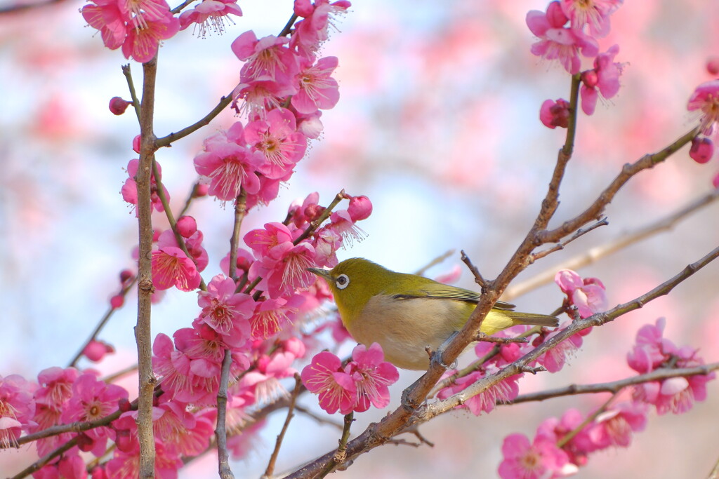 春を楽しむ