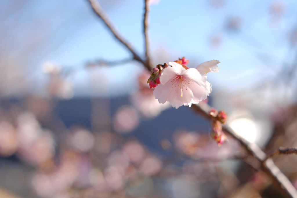 四季桜