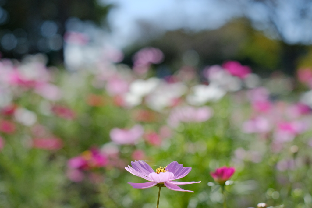 初秋の彩り