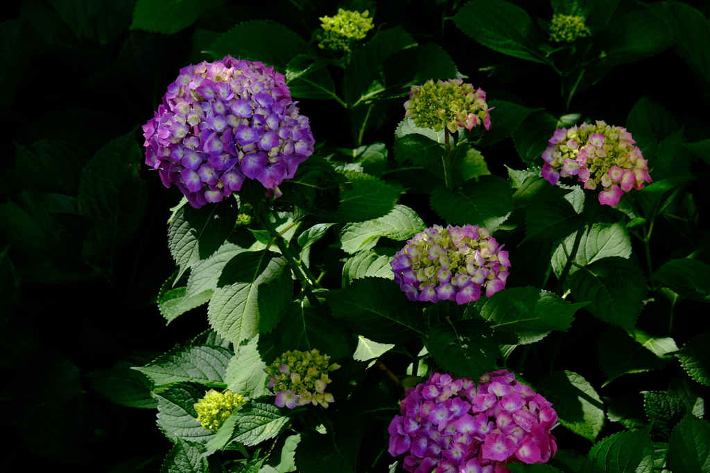 紫陽花