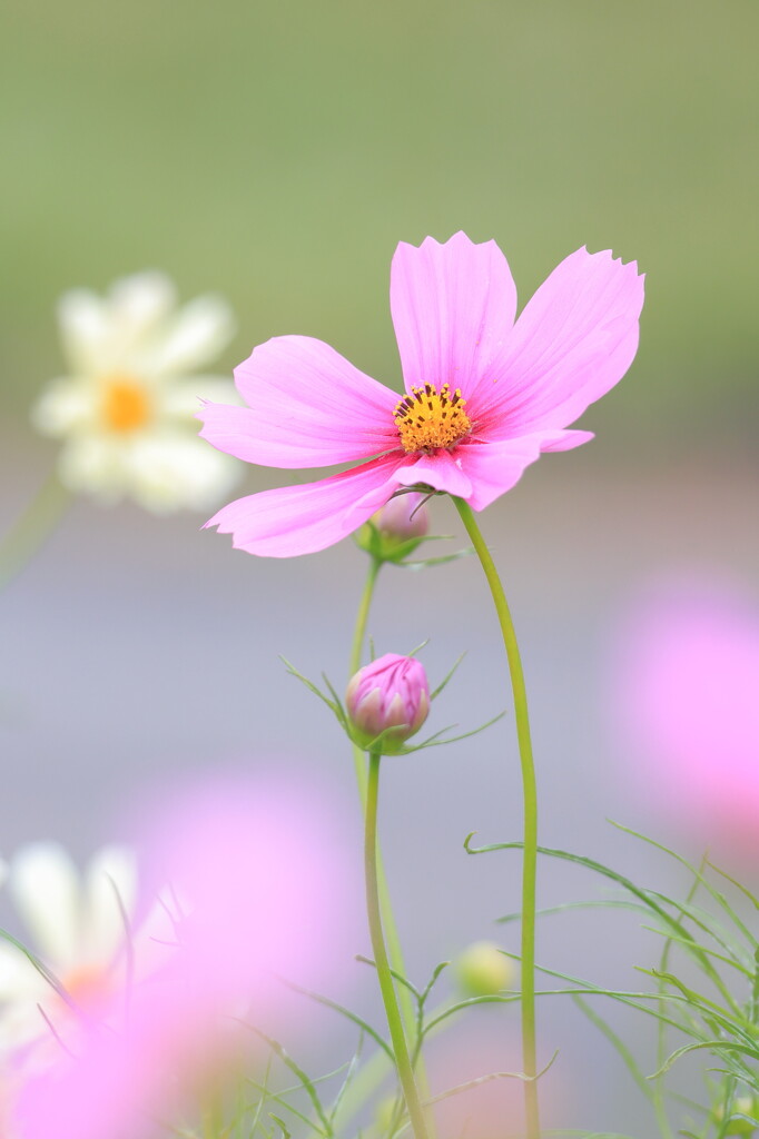 秋桜