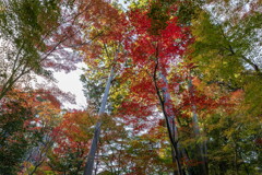 金剛輪寺　紅葉