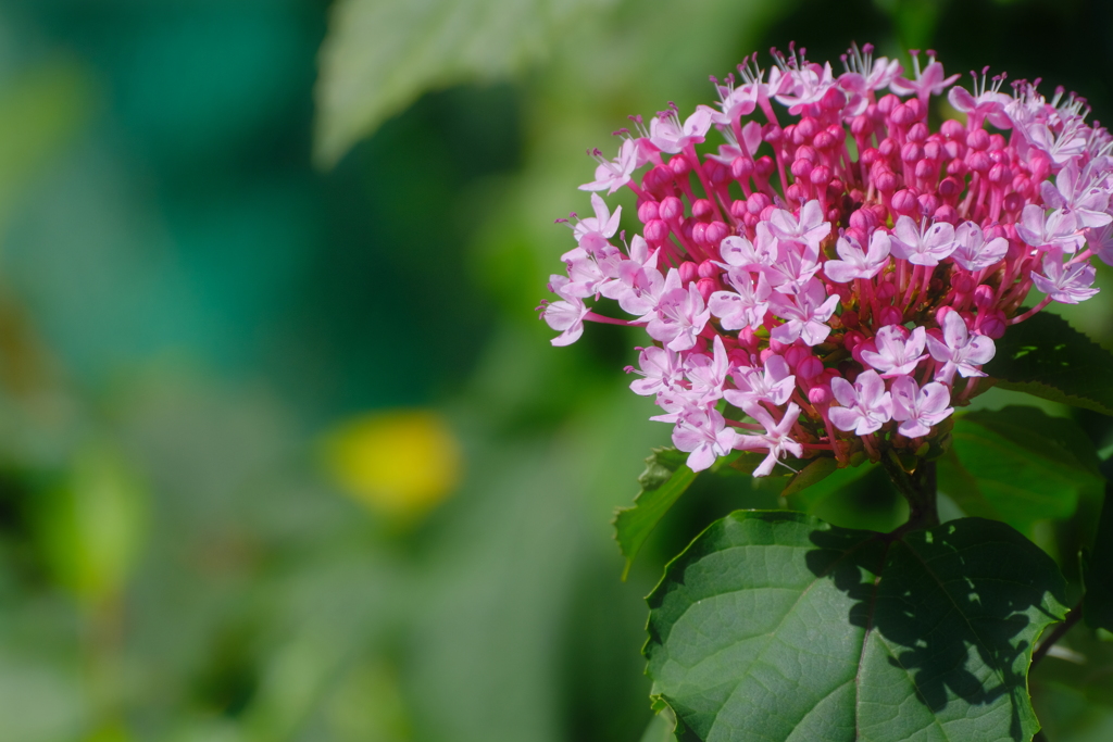 散歩道の花