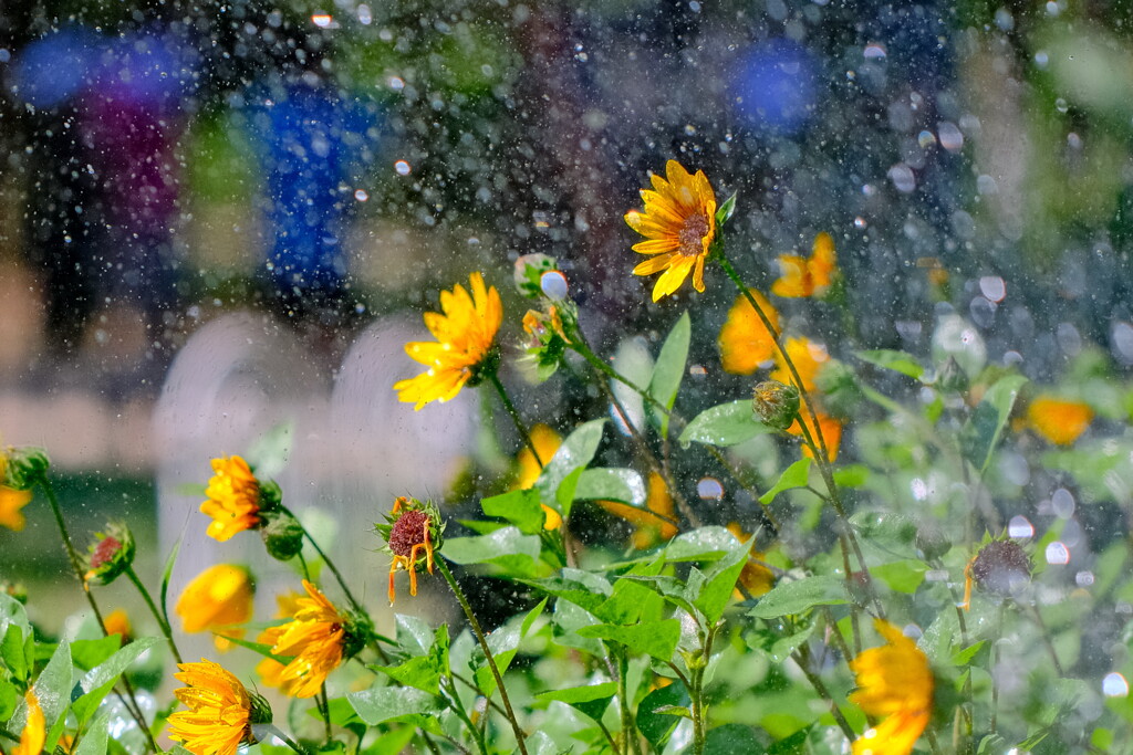 散水