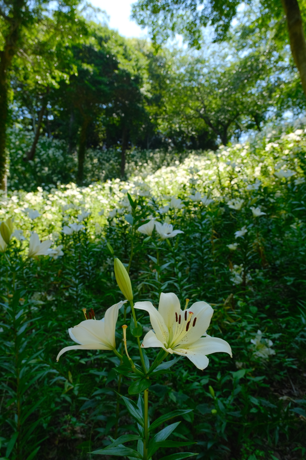 白百合