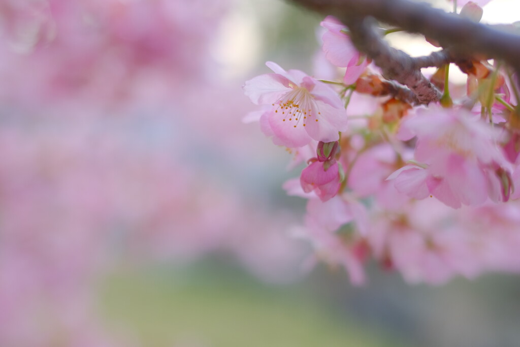 河津桜
