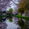 八幡堀　春