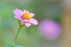 散歩道の花