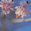 四季桜