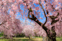 桜のファンタジー