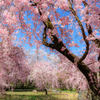 桜のファンタジー