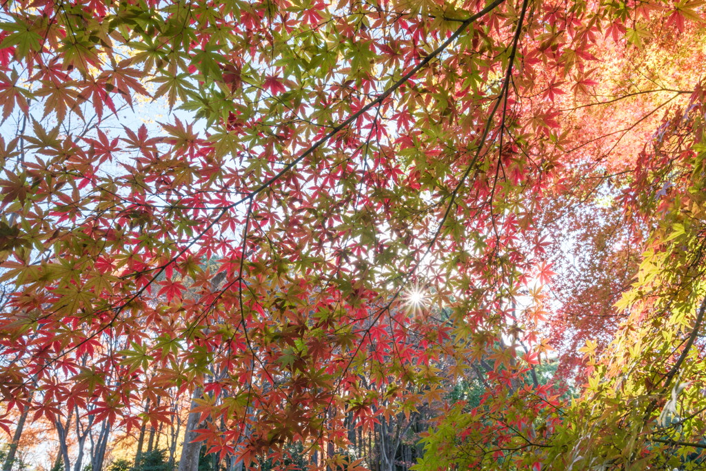紅葉グラデーション