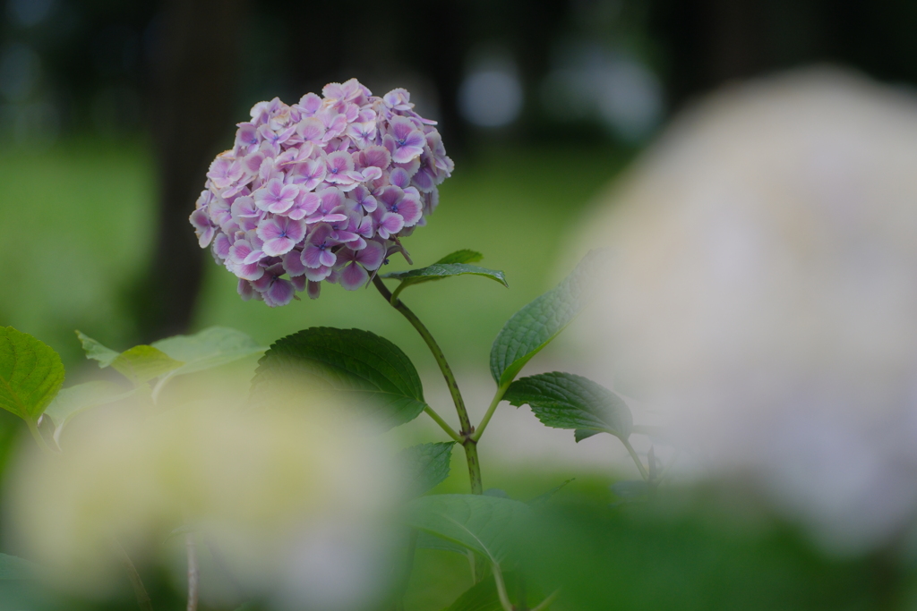 紫陽花