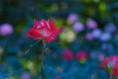 薔薇