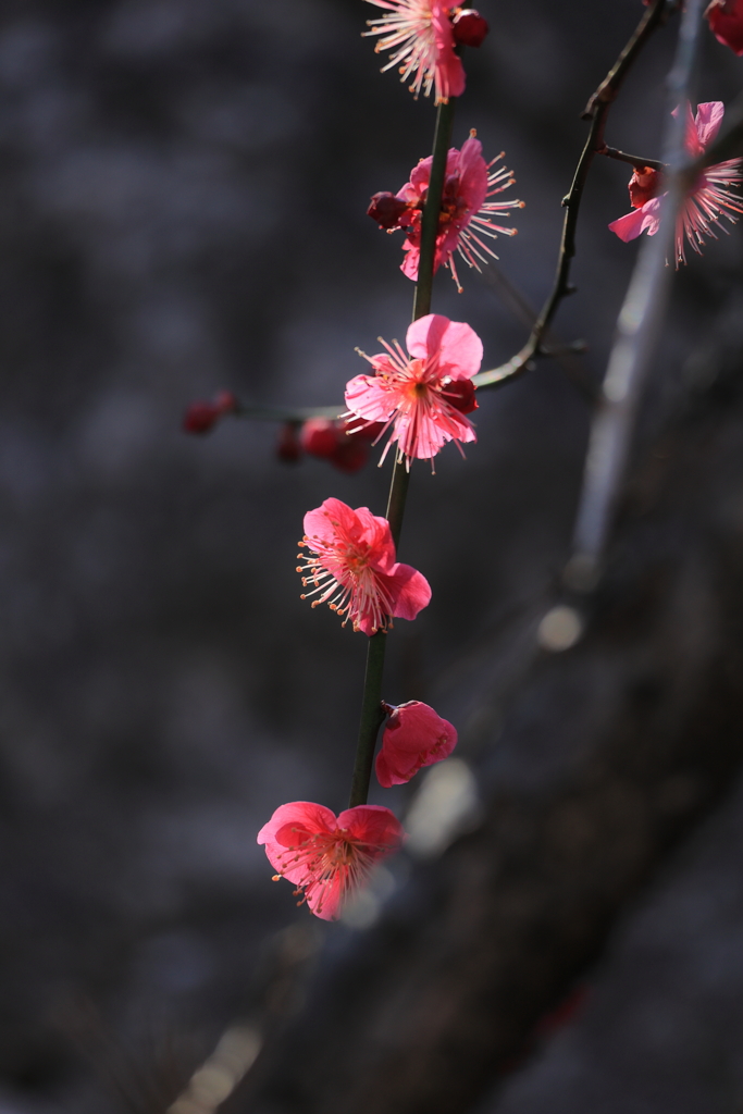 紅梅