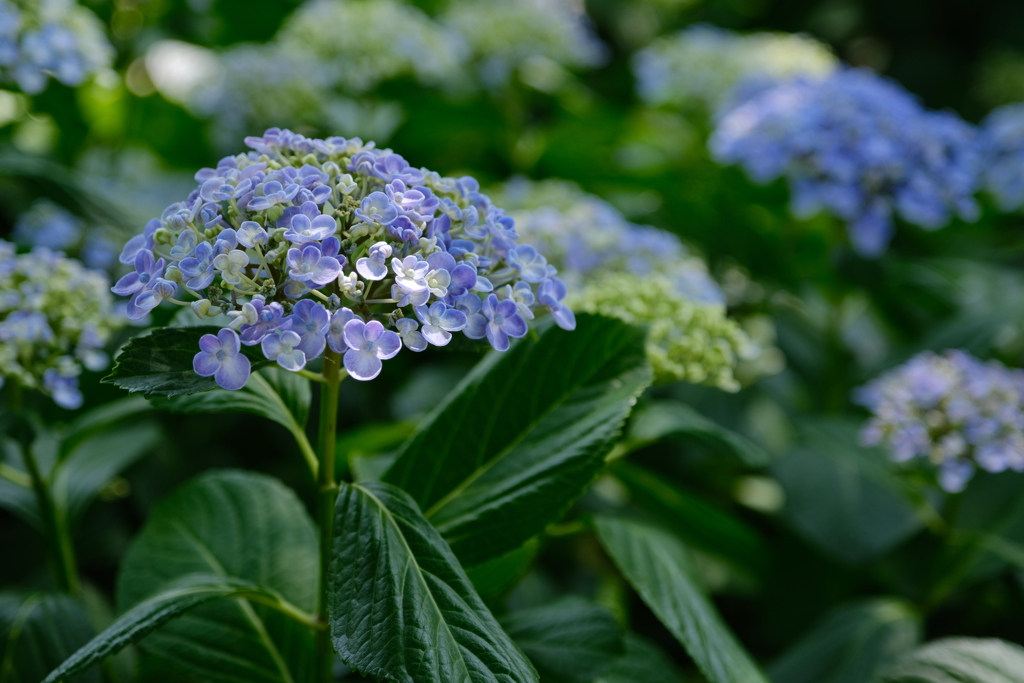 紫陽花