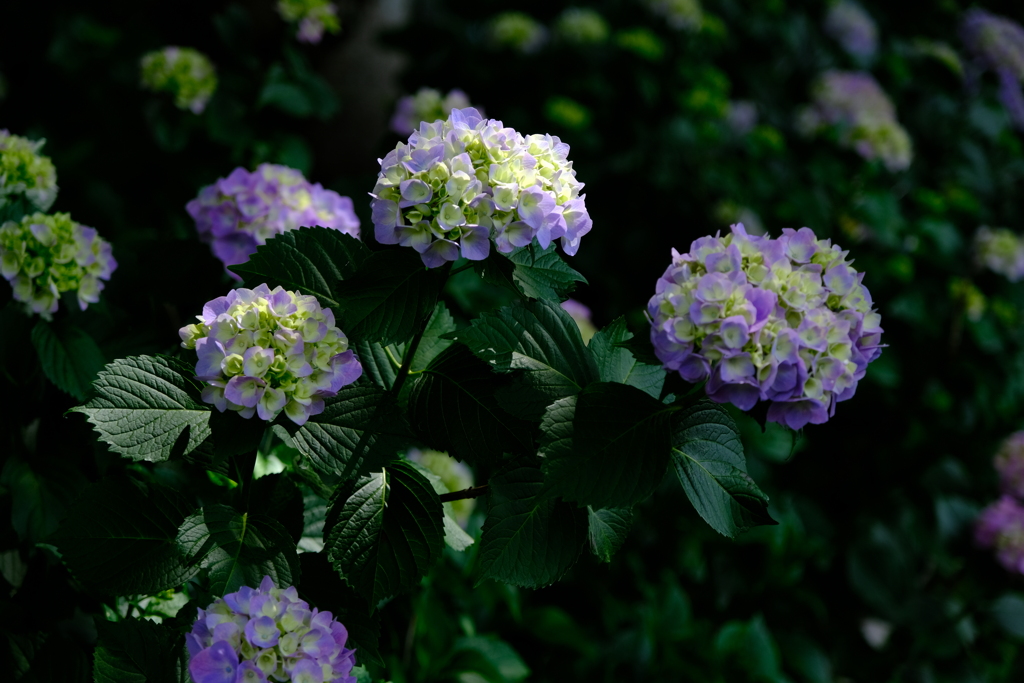 紫陽花