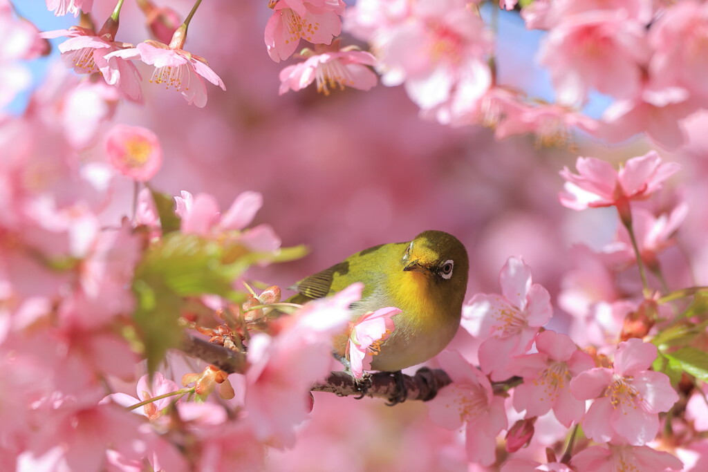 桜に埋もれて