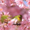 桜に埋もれて
