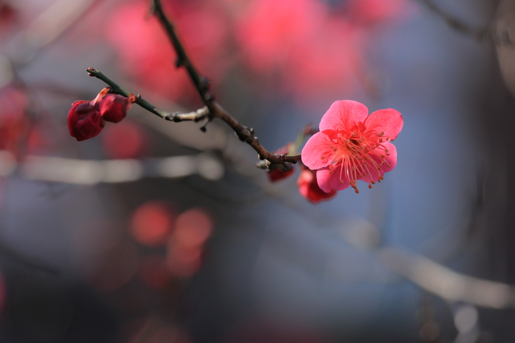 紅梅