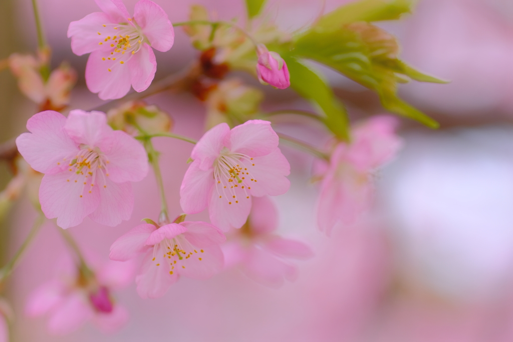 河津桜