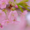 河津桜