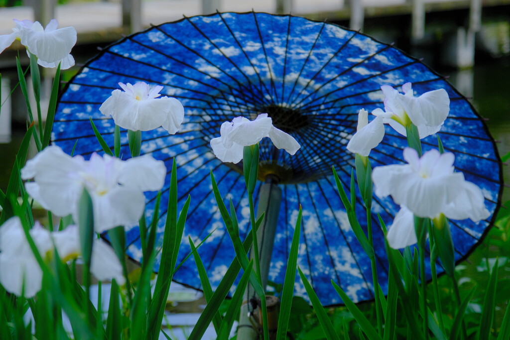 白菖蒲
