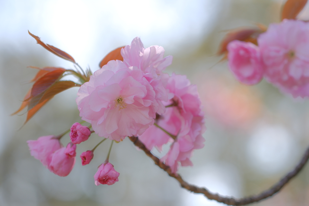 八重桜