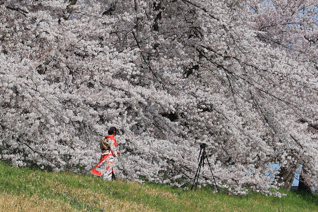 桜を自撮り